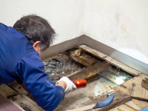 Best Residential Mold Remediation in Lynden, WA