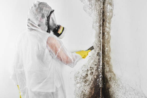 Best White Mold Remediation in Lynden, WA