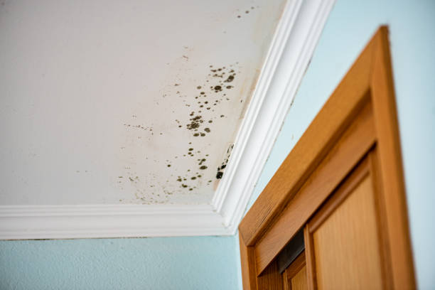 Best Bathroom Mold Remediation in Lynden, WA